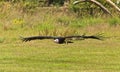 Secretary Bird (Sagittarius serpentarius) Royalty Free Stock Photo