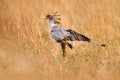 Secretary Bird, Sagittarius serpentarius, grey bird of prey with orange face, Okavango, Botswana in Africa. Wildlife scene from