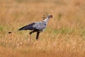 Secretary Bird, Sagittarius serpentarius, grey bird of prey with orange face, Okavango, Botswana in Africa. Wildlife scene from