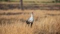 Secretary bird (Sagittarius serpentarius), Masai Mara