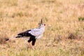 Secretary Bird, Sagittarius serpentarius in the Masai Mara, Kenya