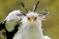 Secretary Bird, Sagittarius serpentarius, Portrait of nice grey bird of prey with orange face, Kenya, Africa. Wildlife scene from Royalty Free Stock Photo