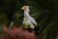 Secretary Bird, Sagittarius serpentarius, Portrait of nice grey bird of prey with orange face, Kenya, Africa. Wildlife scene from
