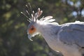 Secretary bird Sagittarius serpentarius 4