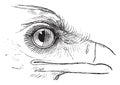 Secretary Bird or Sagittarius serpentarius, showing nictitating membrane in the eye