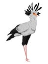 The secretary bird Sagittarius serpentarius stands with its feathers spread on its head.