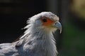 African Secretary bird. The snake killer Royalty Free Stock Photo