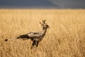 Secretary bird Sagittarius serpentarius a very large, mostly terrestrial bird of prey, Serengeti National Park Tanzania