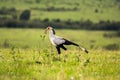 Secretary bird in the savannah of Kenya, Africa Royalty Free Stock Photo