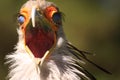 Secretary bird with scary face Royalty Free Stock Photo