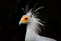 Secretary bird Royalty Free Stock Photo