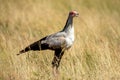 Secretary bird stands in grass in profile