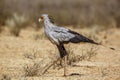 Secretary bird in Kgalagadi transfrontier park, South Africa Royalty Free Stock Photo