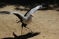 Secretary bird (Sagittarius serpentarius)