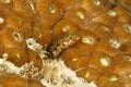 Secretary Blenny Peering out from a Coral Head - Bonaire Royalty Free Stock Photo