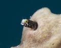 Secretary Blenny in White Sponge Royalty Free Stock Photo