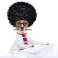 Secretary dog Royalty Free Stock Photo