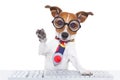 Secretary dog Royalty Free Stock Photo