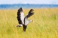 Secretarybird bird with black crest on head, long pink legs and black skirt landing in open grassland at Serengeti , Africa