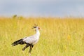 Secretarybird bird waling in open grassland at Serengeti National Park in Tanzania, East Africa