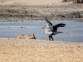 Secretarybird And Jackal Royalty Free Stock Photo