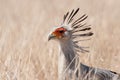 Secretarybird (Sagittarius serpentarius) Royalty Free Stock Photo