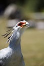 secretarybird squaking Royalty Free Stock Photo