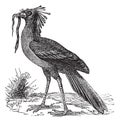 Secretarybird or Sagittarius serpentarius vintage engraving