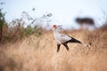 Secretarybird (Sagittarius serpentarius) Royalty Free Stock Photo