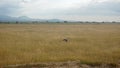 secretarybird in kenya Royalty Free Stock Photo