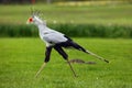 The secretarybird or secretary bird Sagittarius serpentarius . The secretary bird with green background