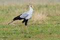 Secretarybird or Secretary Bird - Sagittarius serpentarius large, mostly terrestrial bird of prey, endemic to Africa, grasslands