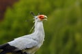 Secretarybird or secretary bird Sagittarius serpentarius , portrait. Portait of the secretary bird with green background Royalty Free Stock Photo