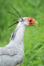 Secretarybird Royalty Free Stock Photo