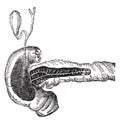 Secretion of bile and pancreatic juice, vintage engraving