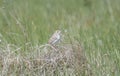 A Secretive Baird`s Sparrow Perched on n Exposed Clump of Grass in a Grassland Meadow