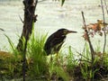 Green Heron hunting in shallow swamp water Royalty Free Stock Photo