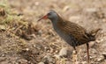 A stunning secretive Water Rail Rallus aquaticus searching for food along the bank of a lake. Royalty Free Stock Photo