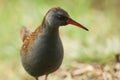 A stunning secretive Water Rail Rallus aquaticus searching for food along the bank of a lake. Royalty Free Stock Photo