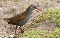 A stunning secretive Water Rail Rallus aquaticus searching for food along the bank of a lake. Royalty Free Stock Photo