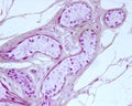 Sweat gland. Secretory unit. Mallory PTAH stain