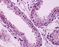 Apocrine sweat gland. Secretory unit Royalty Free Stock Photo