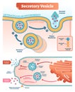 Secretory vesicle vector illustration. Labeled closeup infographic scheme.