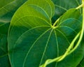 Close-up of large Green Ivy leaf and ivy vines Royalty Free Stock Photo