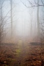 Foggy Trail, Morning on the Appalachian Trail Royalty Free Stock Photo