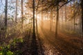 Section of autumn deciduous forest with sun beams in fog Royalty Free Stock Photo
