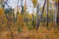 Section of the autumn mixed forest in overcast weather
