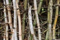 Section of bamboo wall with thorns in Auroville, South India Royalty Free Stock Photo