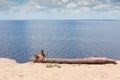 Section of big reservoir with pine snag on sandy shore Royalty Free Stock Photo