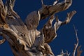 Sectio of a Bristlecone Pine Royalty Free Stock Photo